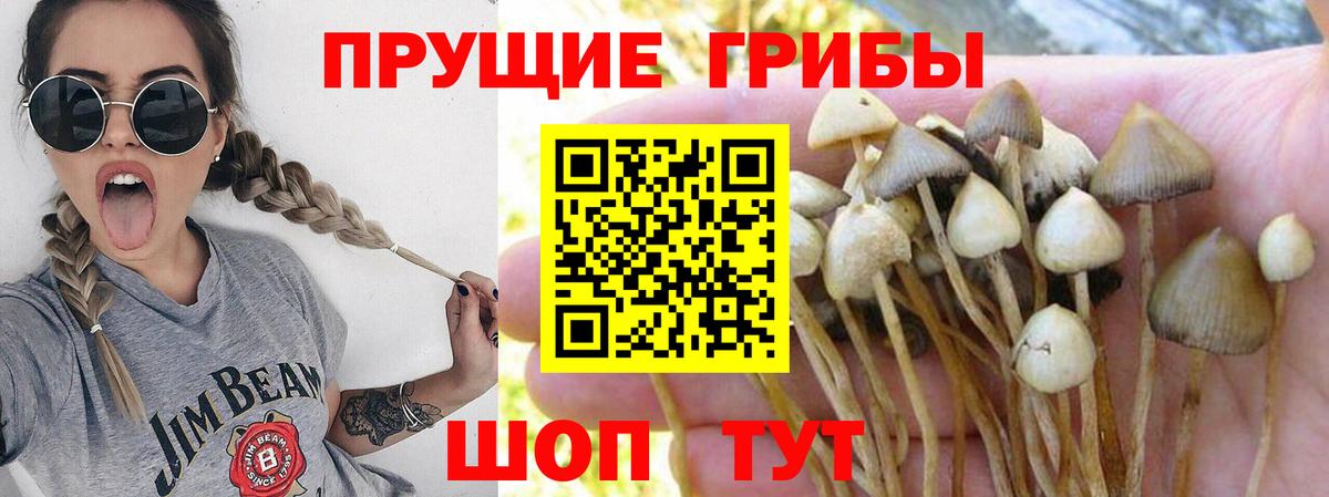 Галлюциногенные грибы мицелий  Вход с VPN  Шали 